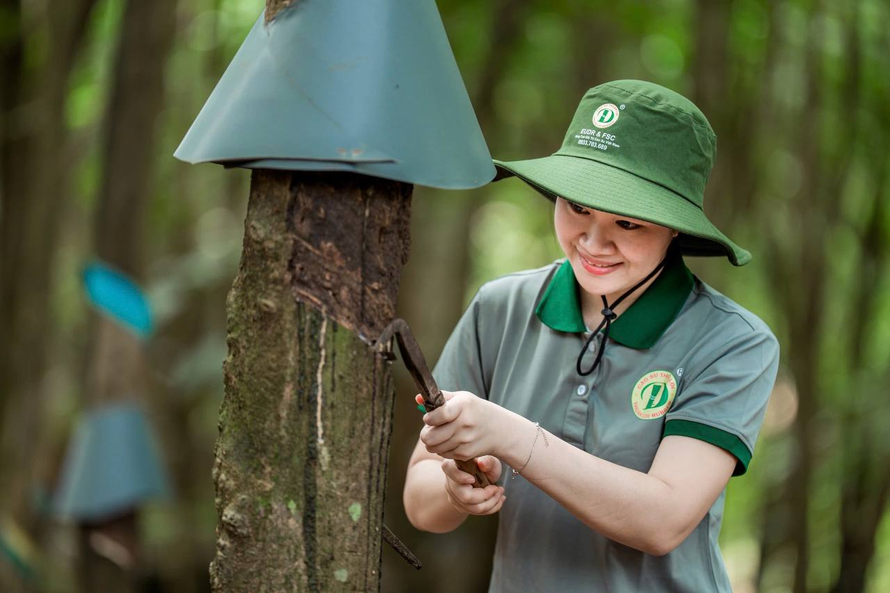 Thu hoạch cao su